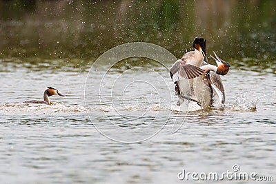 Great Crested Grebes Fighting Stock Photo