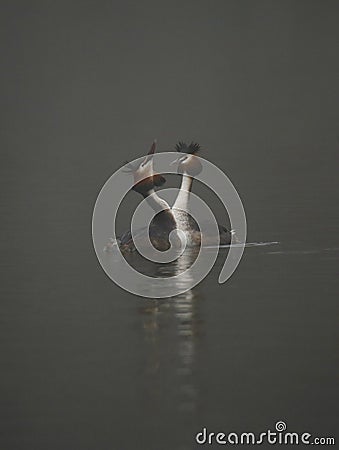 Great crested grebes on a foggy lake Stock Photo