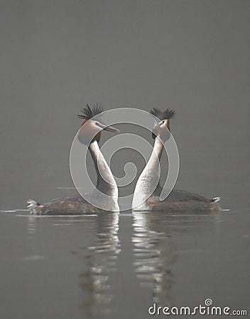 Great crested grebes on a foggy lake Stock Photo