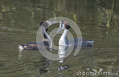 Great crested grebes on a lake Stock Photo