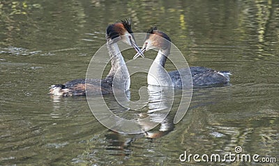 Great crested grebes on a lake Stock Photo