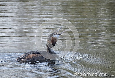 Great crested grebes on a lake Stock Photo