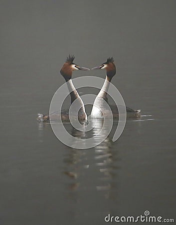 Great crested grebes on a lake in fog Stock Photo