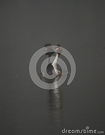 Great crested grebes on a lake Stock Photo