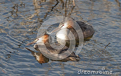 Great crested grebes Stock Photo