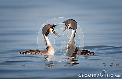 Great crested grebes playing love dance Stock Photo