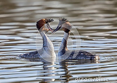 Great Crested Grebes - Podiceps cristatus Stock Photo