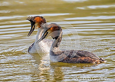 Great Crested Grebes - Podiceps cristatus Stock Photo