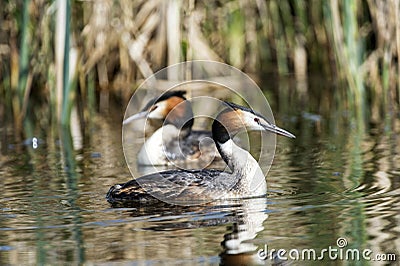 Great crested grebes Stock Photo