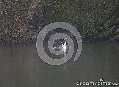 Great crested grebes on a foggy lake Stock Photo