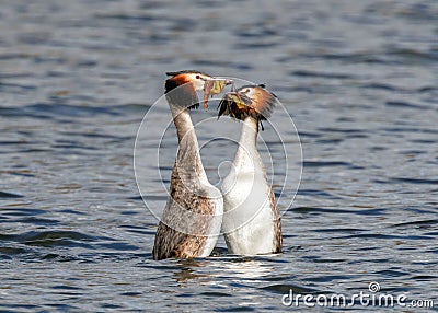 Great Crested Grebes - Podiceps cristatus performing their courtship dance. Stock Photo