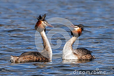 Great Crested Grebes - Podiceps cristatus, performing their courtship display. Stock Photo