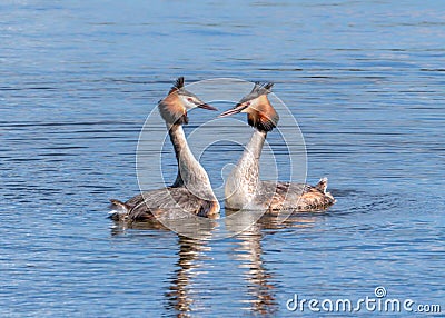 Great Crested Grebes - Podiceps cristatus preparing for their courtship dance. Stock Photo