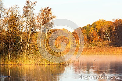 Great Crested Grebes swimming in dawn fog on the lake Stock Photo