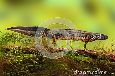 Great crested newt or water dragon Stock Photo