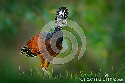 Great Curassow, Crax rubra, big black bird with yellow bill in the nature habitat, Costa Rica. Wildlife scene from tropic forest. Stock Photo