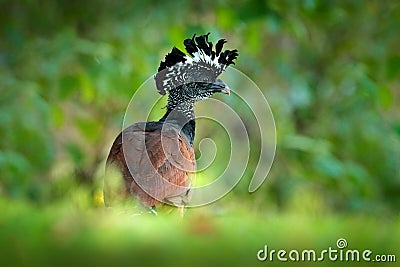 Great Curassow, Crax rubra, big black bird with yellow bill in the nature habitat, Costa Rica. Wildlife scene from tropic forest. Stock Photo