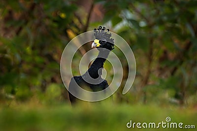 Great Curassow, Crax rubra, big black bird with yellow bill in the nature habitat, Costa Rica. Wildlife scene from tropic forest. Stock Photo