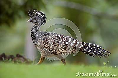 Great Curassow - Crax rubra Stock Photo