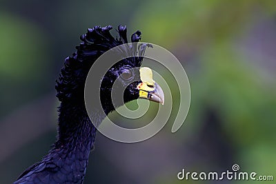 Great Curassow 840053 Stock Photo