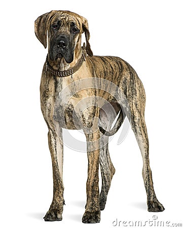 Great Dane, 10 months old, standing Stock Photo