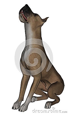 Great Dane Stock Photo