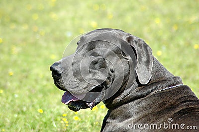 Great Dane Stock Photo