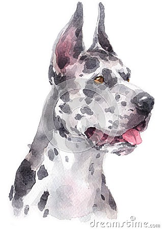 Water colour painting portrait of Great Dane 277 Stock Photo