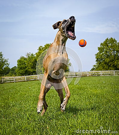 Great Dane attempting to catch orange ball Stock Photo