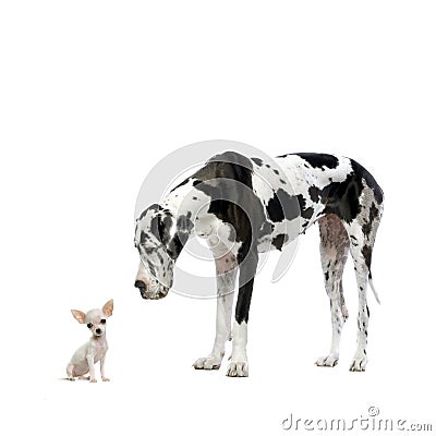 Great Dane and Chihuahua Stock Photo