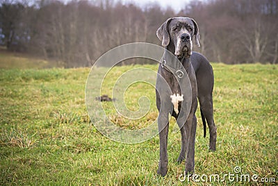 Great Dane Stock Photo