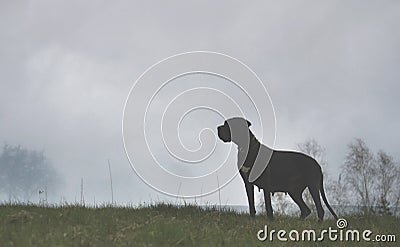 Dog on misty background Stock Photo