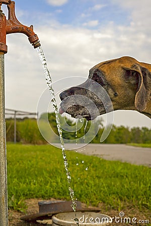 Great Dane drinking water from pump Stock Photo