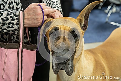 Great dane with a droopy ear is looking at you Stock Photo