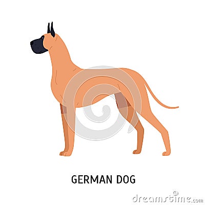 Great Dane or German Mastiff. Gorgeous large dog of short haired hunting breed isolated on white background. Stunning Vector Illustration