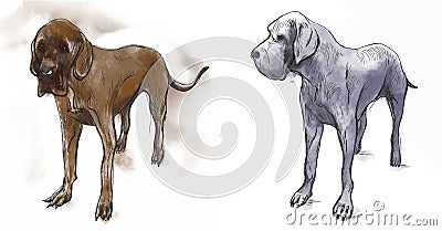 Great Dane (German Mastiff) - An hand drawn vector illustration Vector Illustration