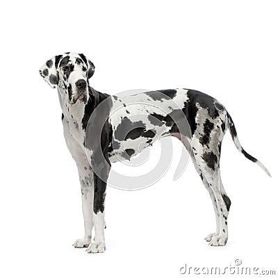 Great Dane HARLEQUIN Stock Photo