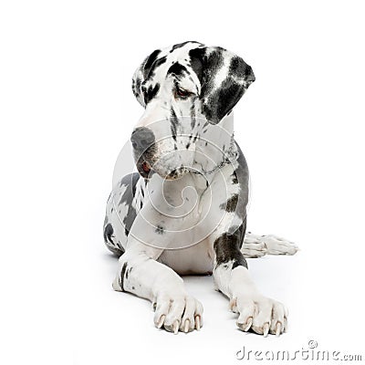 Great Dane HARLEQUIN Stock Photo