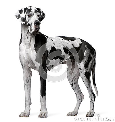 Great Dane Harlequin, 4 years old, standing Stock Photo