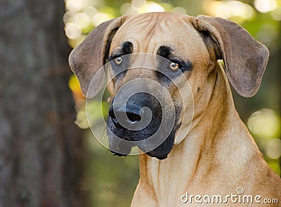 Great Dane Mastiff dog Stock Photo