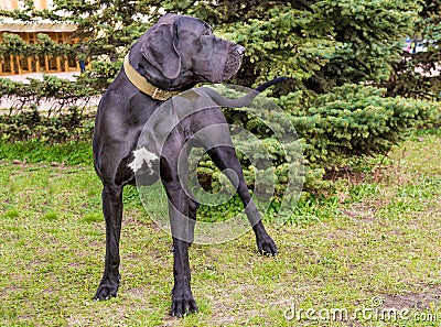 Great Dane right side. Stock Photo