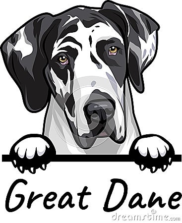 Great Dane peeking dog isolated on a white background Cartoon Illustration
