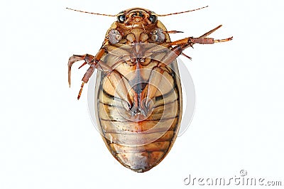 Great Diving Beetle Stock Photo