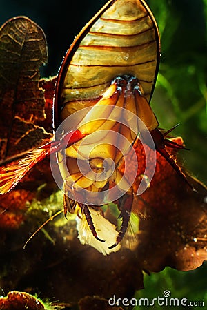 Great diving beetle, Dytiscus marginalis, male has dinner, eats a piece of fish meat, big, aggressive predator insect Stock Photo