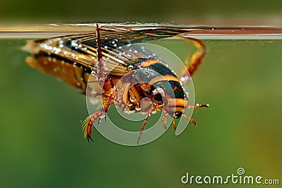 The Great diving Beetle (Dytiscus marginalis) Stock Photo