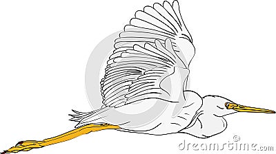 Great egret Vector Illustration