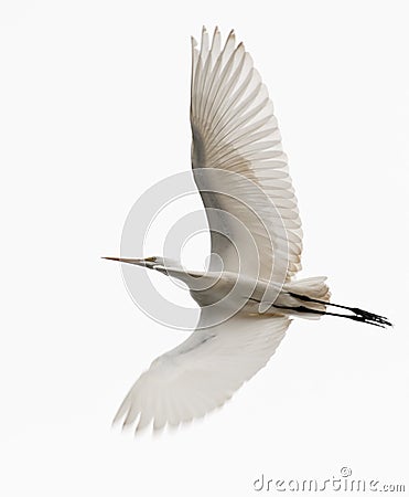 Great Egret Stock Photo