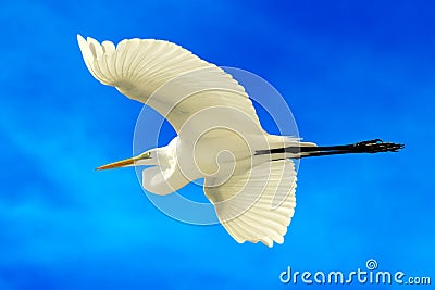 Great egret Stock Photo