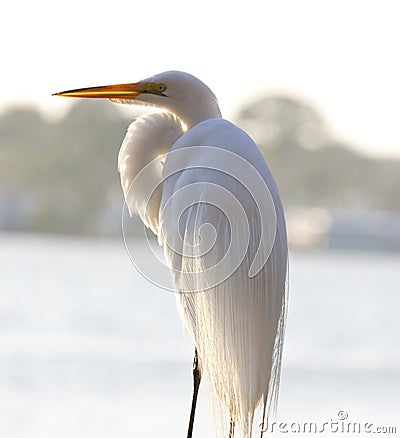 Great Egret Stock Photo