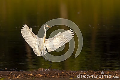 a great egret adrea alba a.k.a great white heron landing on water at sunset Stock Photo